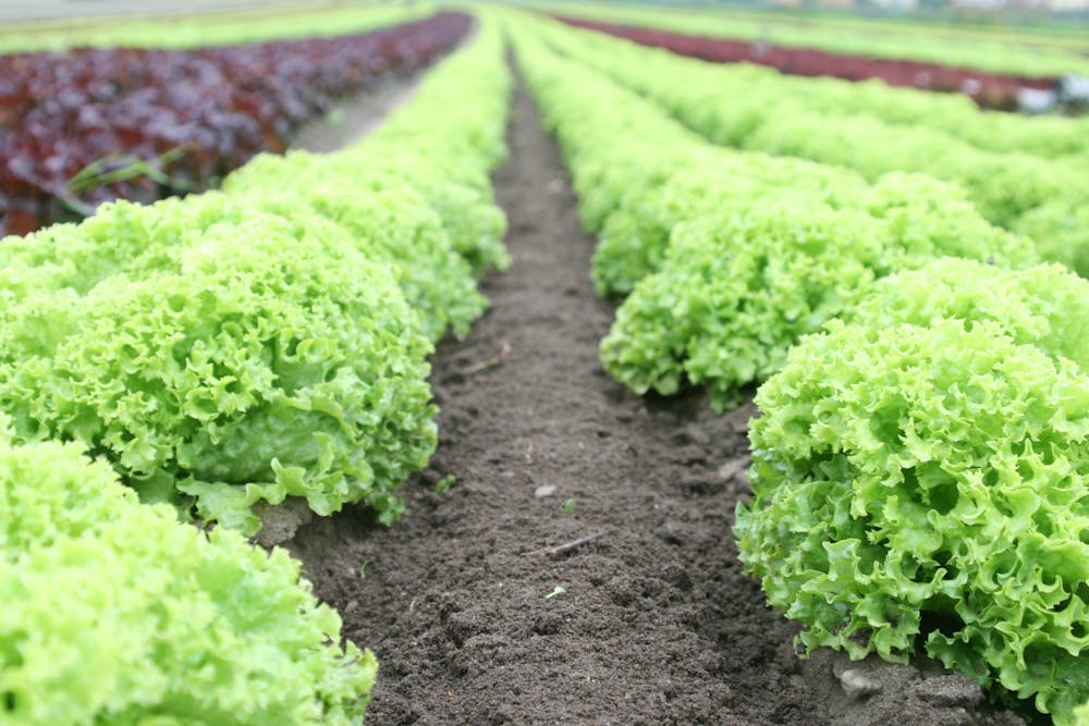 lettuce and other crops