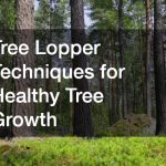 Tree Lopper Techniques for Healthy Tree Growth