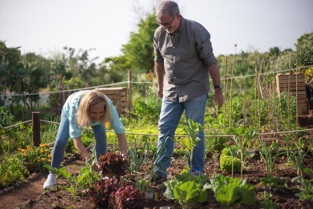 people doing backyard gardening